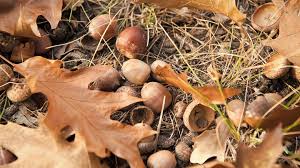 Acorn Removal in Lawns